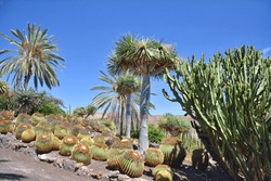Cactus and succulents botanical garden on Fuerteventura island, Canaries