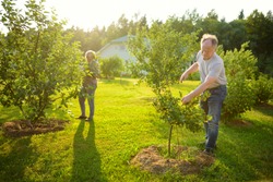 Happy senior couple gardening in apple tree orchard. Mature people working in their garden.