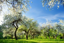 Beautiful old apple tree garden blossoming on sunny spring day. Blooming apple trees over bright blue sky.