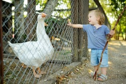 Cute little boy looking at farmyard birds at petting zoo. Child playing with a farm animal on sunny summer day. Kids interacting with animals.