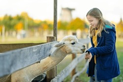 Cute young girl stroking an alpaca at a farm zoo on autumn day. Child feeding a llama on an animal farm. Kid at a petting zoo at fall. Active leisure children outdoor.