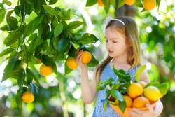 Adorable little girl picking fresh ripe oranges in sunny orange tree garden in Italy