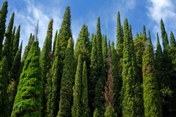 Beautiful tall cypress tree wall with blue cloudy sky above 