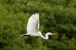 Great White Egret Flying Against Green Mangrove Background