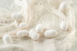 silkworm cocoons, Silk cocoon commercially bred caterpillar of silkworm moth, fiber thread and fabric made from silkworm cocoons.