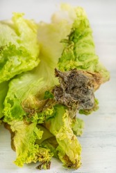 decay food, closeup rotten or decay green lettuce salad leaves on white table or background. inedible vegetable in bad conditions to eat. decay food concept photo