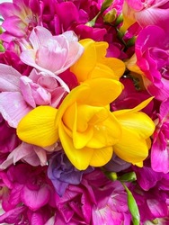 flowers, colorful spring flowers as a background. floral pattern or surface concept photo. standout yellow over pink background with selective focus and noise effects