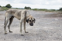 stray street dog, poor and skinny street dog standing on the road. looking at camera