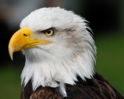 american bald eagle  portrait side on looking to the right 