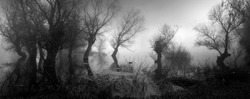 Spooky landscape showing silhouettes of trees in the swamp on misty autumn day.
