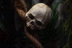 Scary human skull for halloween design
