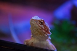 Lizard in a colorful terrarium with beautiful lighting