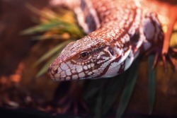 Big lizard in terrarium with beautiful lighting