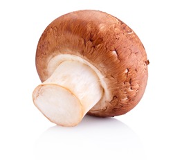 One field mushroom isolated on white background