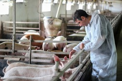Veterinarian Doctor Examining Pigs at a Pig Farm.
Intensive pig farming. Veterinarian doctor wearing protective suit.
