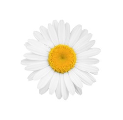 White daisy close-up isolated on white background