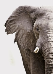 Elephant close up isolated on white