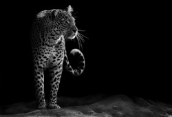 Black and white image of a leopard staring