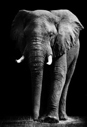 Elephant with Dark Background