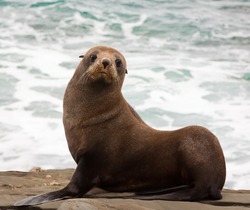 A very cute young New Zealand fur seal (Arctocephalus forsteri)