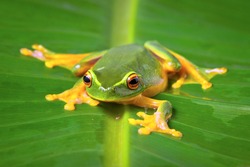 Beautiful Orange thighed tree frog, Litoria zanthomera, sitting on a leaf looking at camera