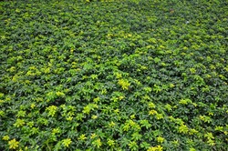 A Carpet of leaves and small plants
