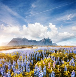 Splendid view of perfect lupine flowers on sunny day. Location Stokksnes cape, Vestrahorn (Batman Mount), Iceland, Europe. Scenic image of amazing nature landscape. Discover the beauty of earth.