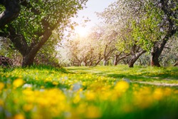 Ground level view of a lush dandelion in an apple orchard in sunny weather. Fresh seasonal background. Selective focus, blurred foreground. Flowering garden in spring time. Beauty of earth, Ukraine.