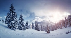 Idyllic view of spruces covered in snow. Frosty day, exotic wintry scene. Magic Carpathian mountains, Ukraine, Europe. Perfect winter nature wallpapers. Christmas scene. Happy New Year! Beauty world.