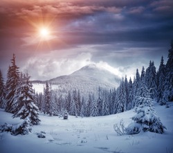 Awesome winter landscape with spruces covered in snow. Frosty day, exotic wintry scene. Magic Carpathian mountains, Ukraine, Europe. Winter nature wallpapers. Splendid christmas scene. Beauty world.