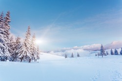 Fantastic winter landscape. Blue sky. Carpathian, Ukraine, Europe. Beauty world. 