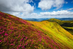 Captivating summer scene with pink rhododendron flowers on a sunny day. Location Carpathian mountains, Ukraine, Europe. Vibrant photo wallpaper. Wonders of the world. Discover the beauty of world.