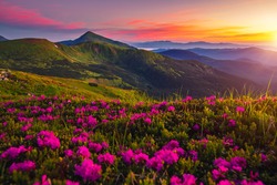 Incredible summer sunset with pink rhododendron flowers. Location place Carpathian mountains, Ukraine, Europe. Vibrant photo wallpaper. Image of exotic landscape. Discover the beauty of earth.