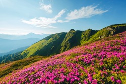 Splendid landscape in sunny summer day with pink rhododendron flowers. Location place Carpathian mountains, Ukraine, Europe. Vibrant photo wallpaper. Exotic summer scene. Discover the beauty of earth.