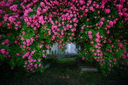Fantastic pattern of Climbing roses on the wall of the house in full bloom. Botanical garden on a sunny day. Scenic image of flowering orchard in springtime. Perfect photo wallpaper. Beauty of earth.