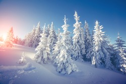 Majestic winter landscape glowing by sunlight in the morning. Dramatic wintry scene. Location Carpathian, Ukraine, Europe. Beauty world. Retro and vintage style, soft filter. Instagram toning effect.