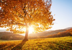 Shiny beech tree on a hill slope with sunny beams at mountain valley. Gorgeous morning scene. Red and yellow autumn leaves. Location place Carpathians, Ukraine, Europe. Discover the world of beauty.