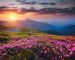 Beautiful nature landscape, amazing mountain view. Magic rhododendron blossoms in the springtime. Location Carpathian, Ukraine. Wild area. Scenic image of hiking concept. Explore the beauty of earth.