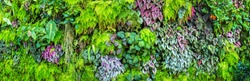 Panorama of Vertical garden with tropical green leaf and flowers. Nature background