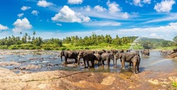 Panorama of 
Herd of elephants at the Pinnawala Elephant Orphanage in central Sri Lanka