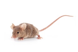 Small mouse isolated on a white background