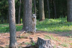 Feral dog hiding behind a tree