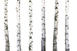 natural background - birch - wallpaper