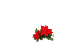Red poinsettia isolated