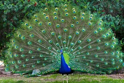 Beautiful indian peacock with fully fanned tail