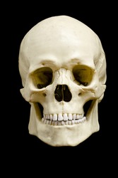 Front view of a fake skull isolated on black background