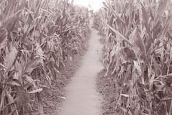 Earth Path through Corn Field in Black and White Sepia Tone