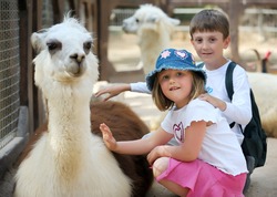 Boy and girl palm a young Lama in a zoo