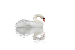 Swan on a white surface with a flood.