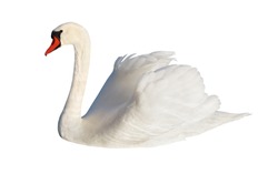 Fluffy white swan, isolated on white surface.